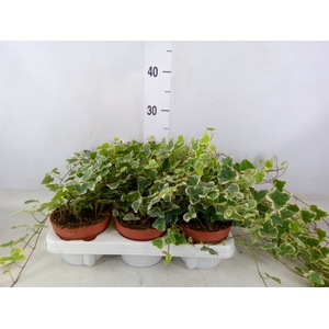 Hedera helix 'White Wonder'