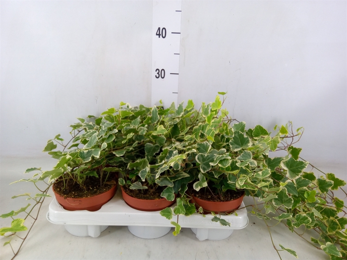 <h4>Hedera helix 'White Wonder'</h4>