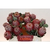 Banksia Coccinea