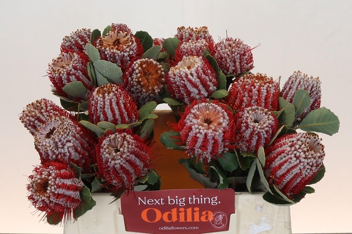 <h4>Banksia Coccinea</h4>