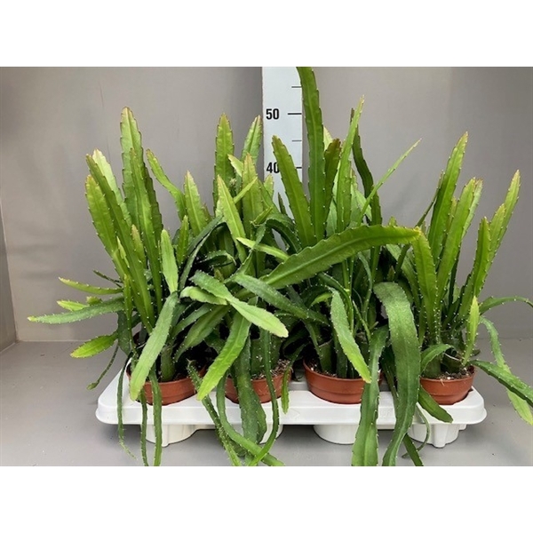 <h4>epiphyllum red tip</h4>