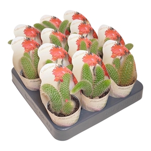 CACTUS OV