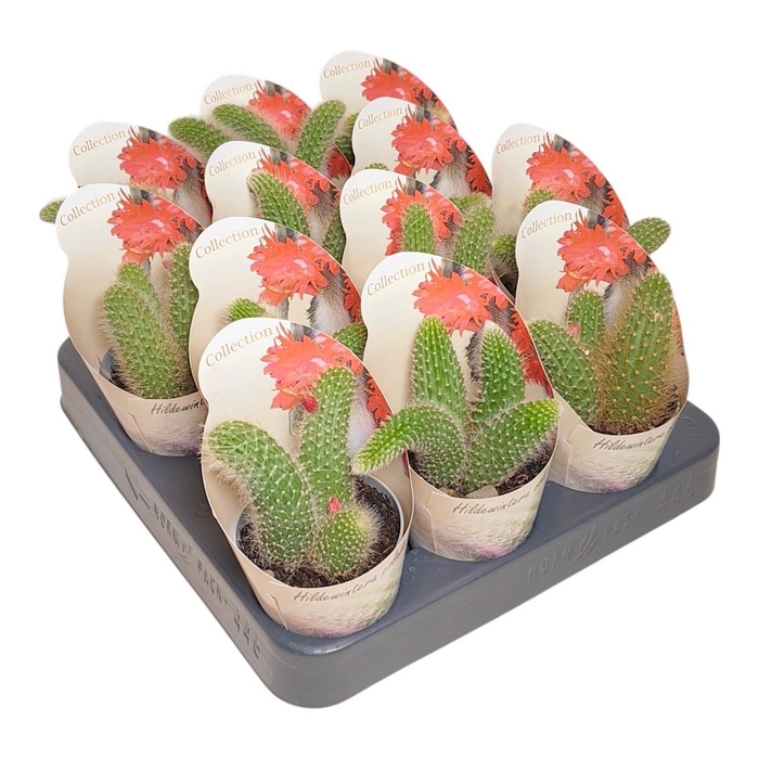 <h4>CACTUS OV</h4>