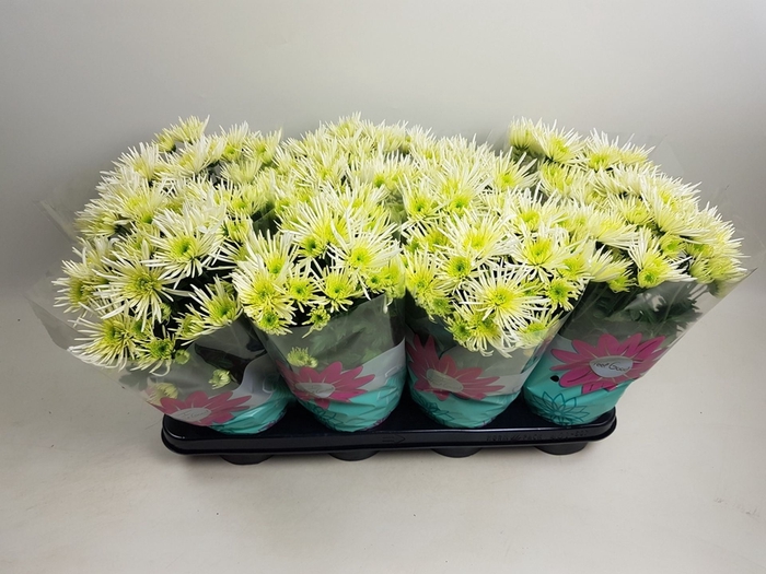<h4>Chrysanthemum Anansi White</h4>