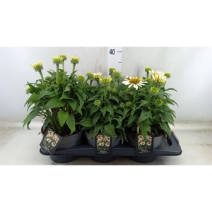 Echinacea   ...