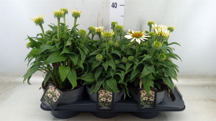 <h4>Echinacea   ...</h4>