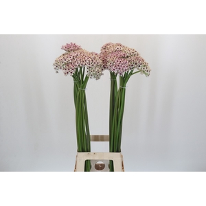 Allium Silverspring