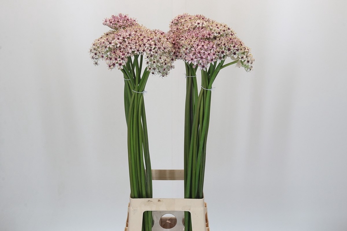 <h4>Allium Silverspring</h4>