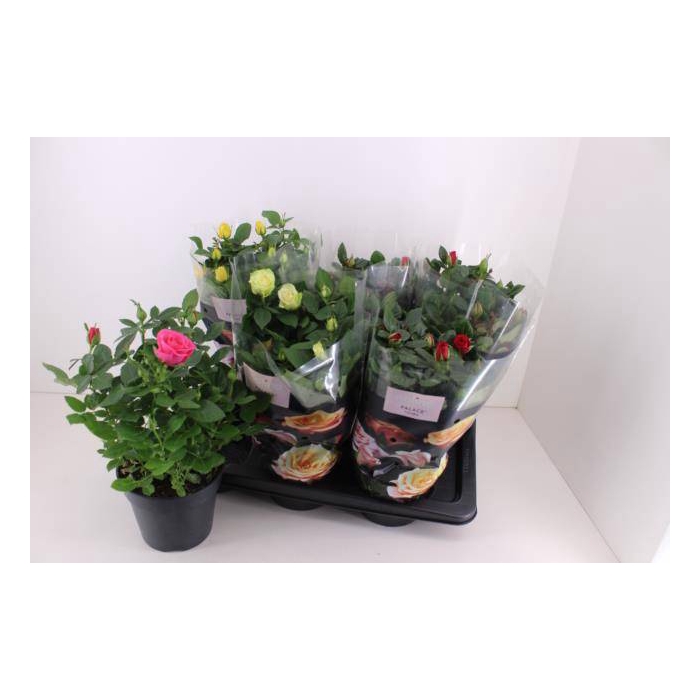 <h4>Ro Palace Gem 4 Srt</h4>