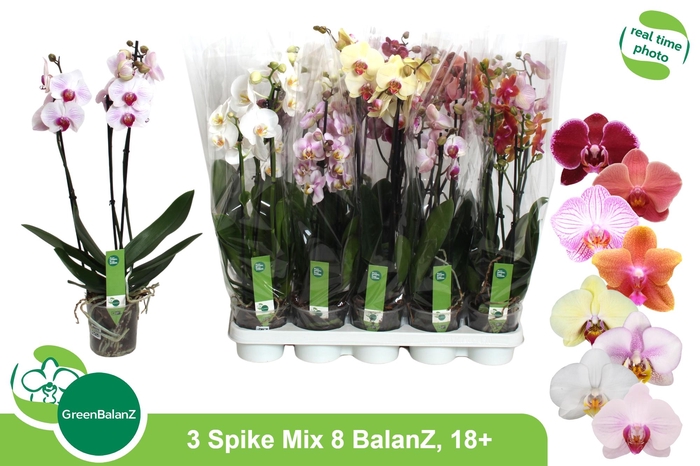 <h4>PHAL GEM 8 KL</h4>