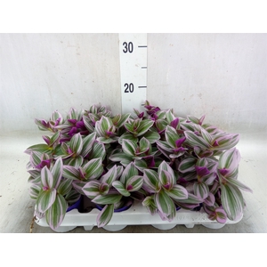 Tradescantia albif. 'Nanouk'