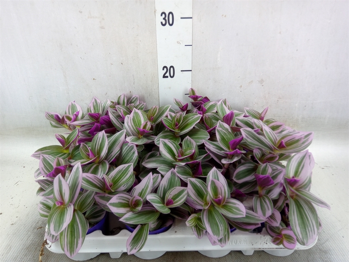 <h4>Tradescantia albif. 'Nanouk'</h4>