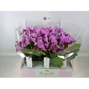 Phalaenopsis multi.   ...lilac