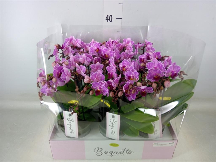 <h4>Phalaenopsis multi.   ...lilac</h4>