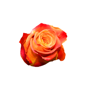 R Gr Silantoi@ Bicolor 60cm EC