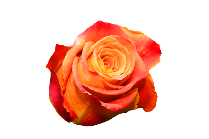 R Gr Silantoi@ Bicolor 60cm EC