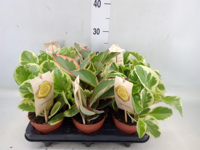 <h4>Peperomia   ...mix</h4>