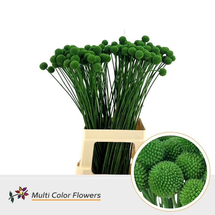 <h4>Craspedia Groen Donker</h4>