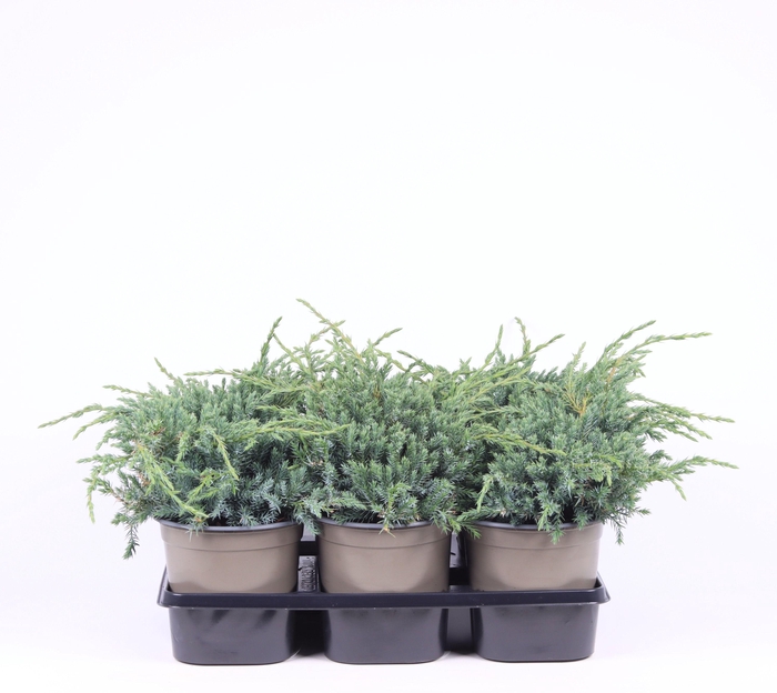 <h4>Juniperus squamata 'Blue Carpet'</h4>