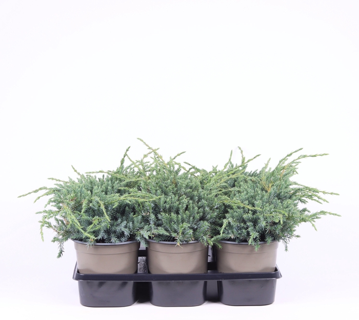 <h4>Juniperus squamata 'Blue Carpet'</h4>