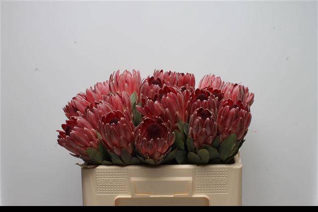 <h4>PROTEA OV PER STUK</h4>
