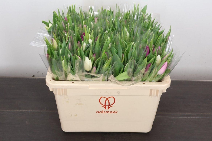 <h4>Tulipa si rainbow pastel (mixbunch)</h4>