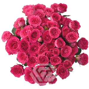 R TR BELLALINDA CERISE Tessa