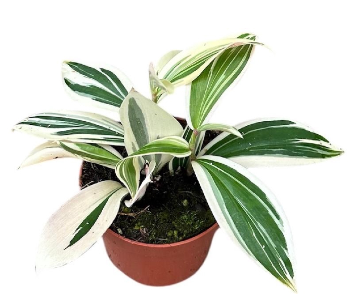 <h4>Overig planten Costus Arabicus Variegata</h4>