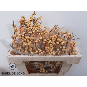 Ilex julia