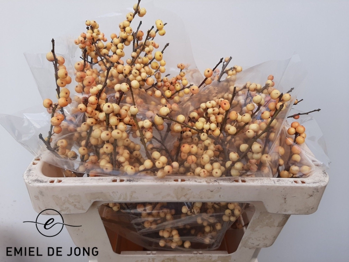 <h4>Ilex julia</h4>