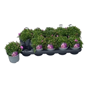 ASTER D ALPHA PINK