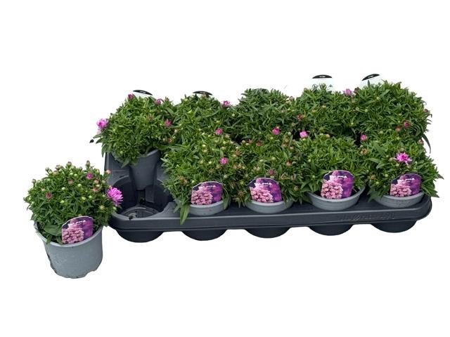<h4>ASTER D ALPHA PINK</h4>