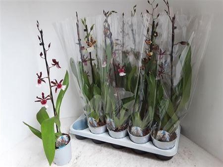 <h4>** Cambria Grp Gem 1 Branche * Spring Deal *</h4>