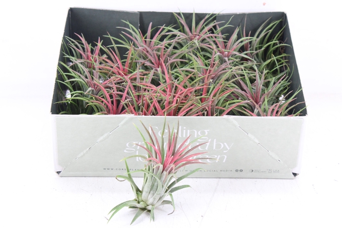 <h4>arr3 CP - Till. Ionantha rood x20</h4>