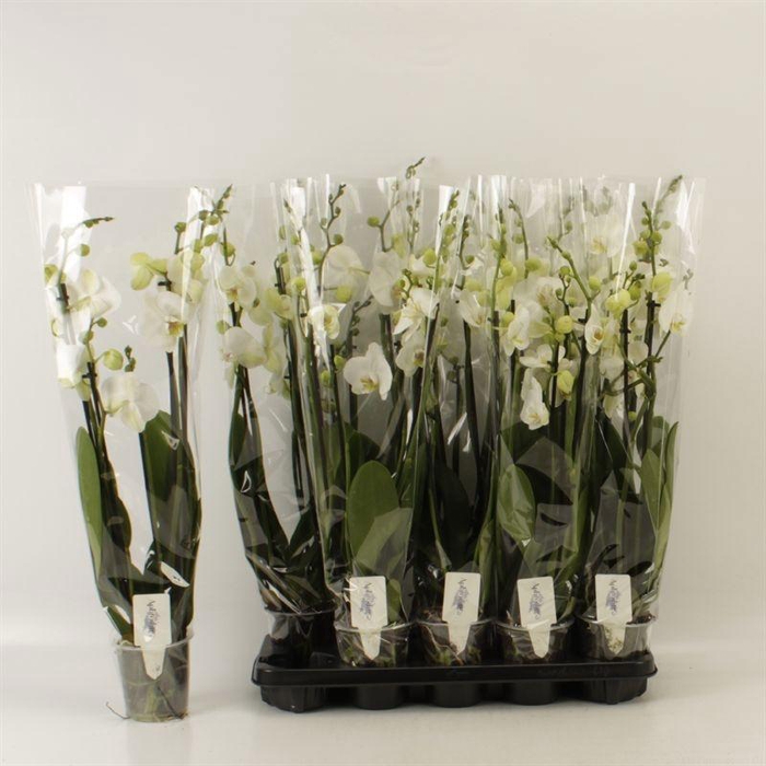 <h4>PHAL OV WIT</h4>