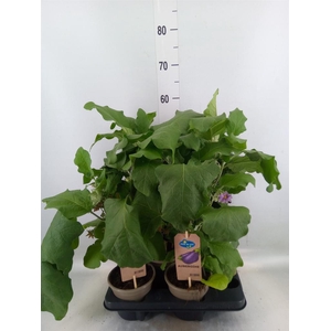 Solanum melongena  ...Aubergine