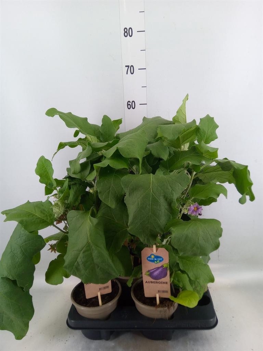 <h4>Solanum melongena  ...Aubergine</h4>