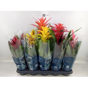 Bromelia   ...mix