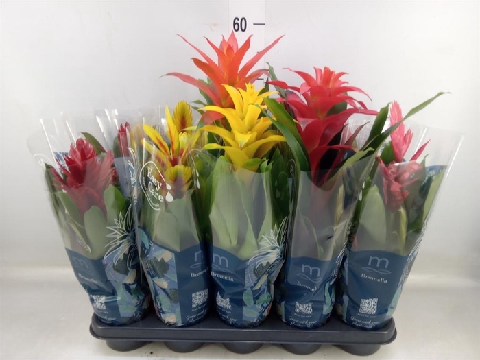 <h4>Bromelia   ...mix</h4>