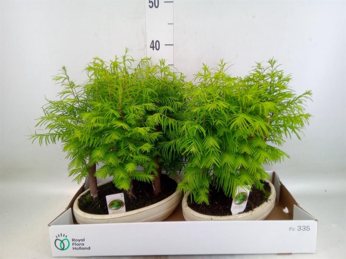 <h4>Bonsai   ...</h4>