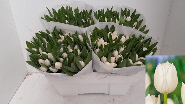 <h4>TU EN ROYAL VIRGIN</h4>