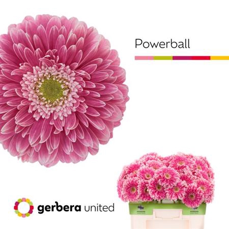 <h4>Ge Gr Pom Power Ball</h4>