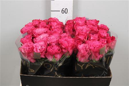 <h4>R Gr Country Blues</h4>