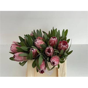 PROTEA PINK ICE 30 P.BL