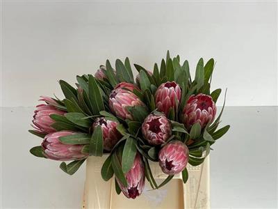 <h4>PROTEA PINK ICE 30 P.BL</h4>