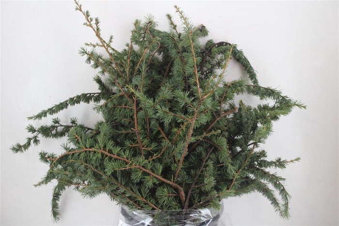 <h4>Ceder P Bunch</h4>