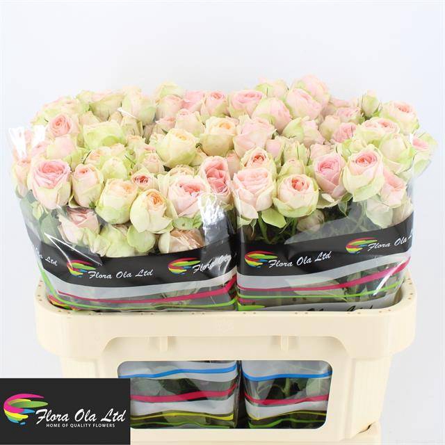 <h4>R Tr Rlm Ing Kristi Flora Ola</h4>