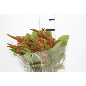 AMARANTHUS DOURADO 070 CM