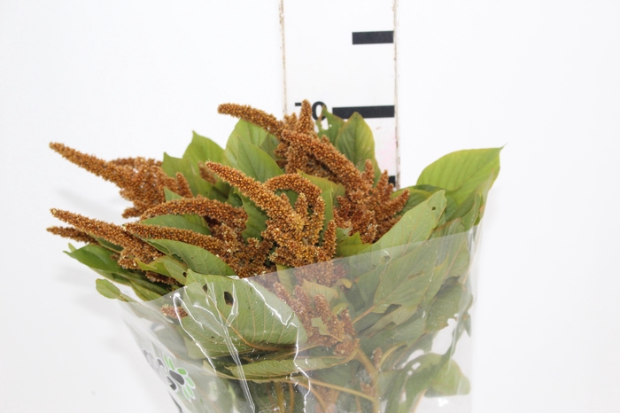 <h4>AMARANTHUS DOURADO 070 CM</h4>