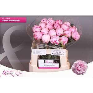 Paeonia Sarah Bernhardt | XXL